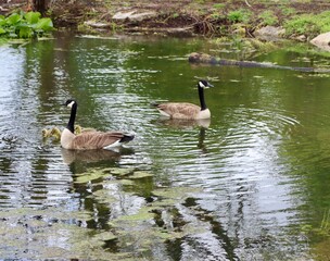 The geese and goslings swimming in the pond. © Al
