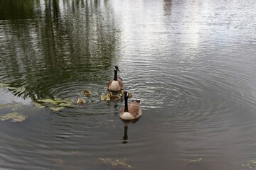 The family of geese swimming in the pond. © Al