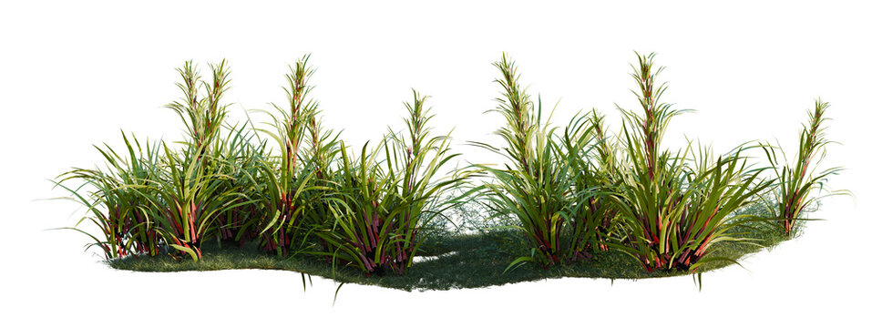 Ficus pumila Green, Ficus pumila Variegata and Guzmania tree shrub, plant bush, cutout, isolate transparent background
