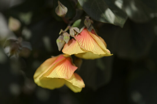 flowers of Hibiscus tiliaceus change color during a single day, from yellow to dark brown-red, yellow morning flowers