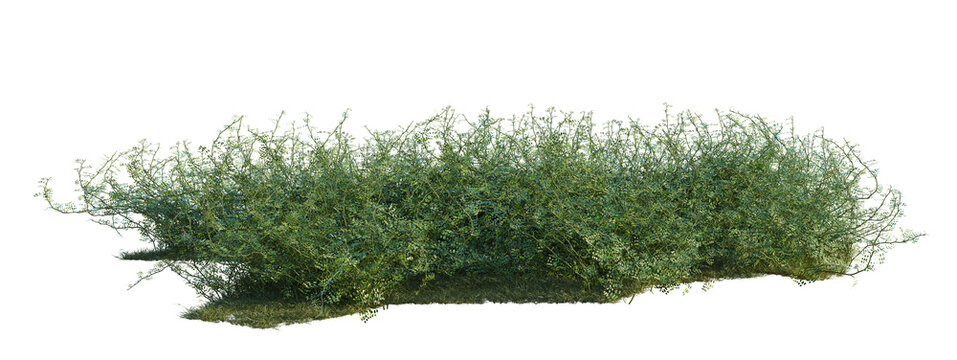 Ficus pumila Variegata tree shrub, plant bush, cutout, isolate transparent background, Dense Green Bush on Transparent Background - Perfect for Landscape Design and Nature Elements