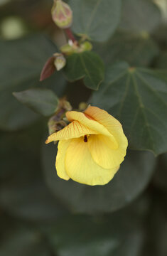flowers of Hibiscus tiliaceus change color during a single day, from yellow to dark brown-red, yellow morning flowers