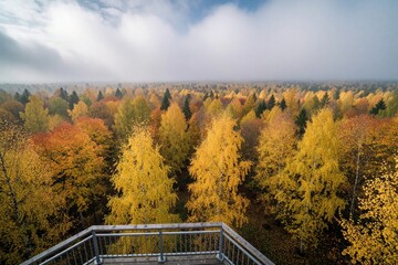 Obraz premium High angle view of autumn forest from wooden observation deck. Colorful yellow, orange trees cover vast landscape under cloudy sky. Scenic nature view in national park during fall season. Beautiful