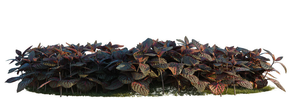 Fittonia verschaffeltii tree shrub, plant bush, cutout, isolate transparent background, Detailed close-up of vibrant Persian shield plants with striking foliage and green ground.