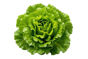 Obraz premium Large round head of fresh green lettuce