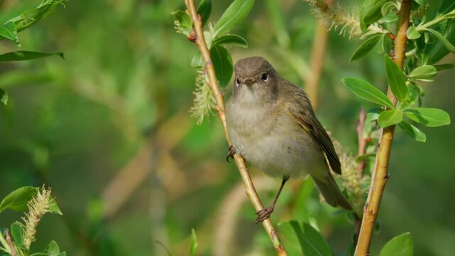 Common chiffchaff (Phylloscopus collybita) singing, bird song