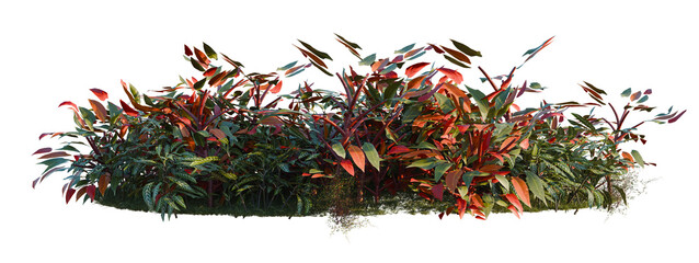 Fototapeta premium Kudoacanthus albonervosa, Muehlewbeckia complera and Ph tree shrub, plant bush, cutout, isolate transparent background