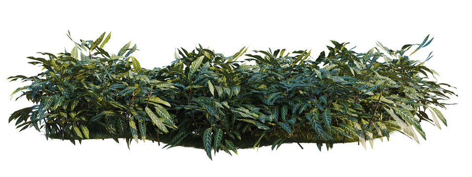 Kudoacanthus albonervosa tree shrub, plant bush, cutout, isolate transparent background, Dense Green Foliage Hedge - Lush Tropical Plants for Landscape Design and Decorative Backgrounds