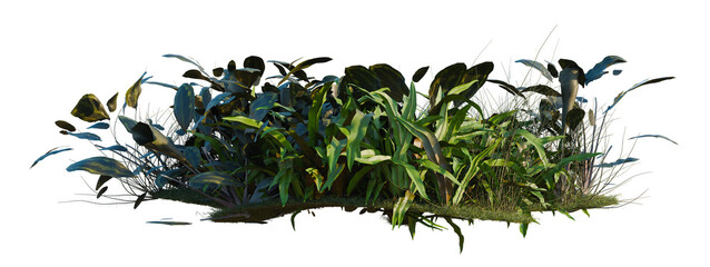 Nephrolepis cordifolia, Asplenium australasicum and Cal tree shrub, plant bush, cutout, isolate transparent background, Lush tropical foliage with varied textures © Peter Hai