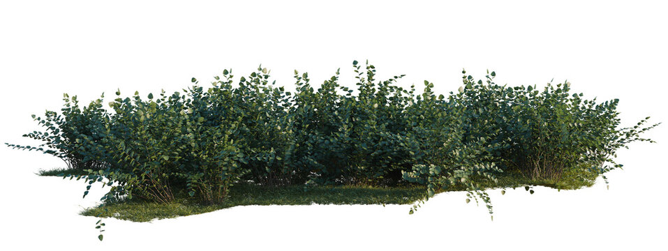 Pellaea ratundilalia tree shrub, plant bush, cutout, isolate transparent background, Detailed Green Bush with Ground Texture - Nature Element for Landscape Design & Decoration
