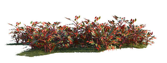 Philodendron erubescens tree shrub, plant bush, cutout, isolate transparent background, Detailed shrubbery with autumn foliage – perfect for landscape design and decorative elements. © Peter Hai
