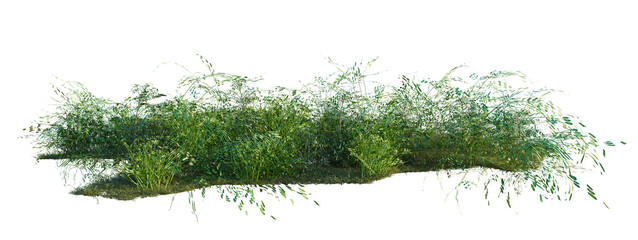 Philodendron hederaceum, Pteris ensiformis and Radermac tree shrub, plant bush, cutout, isolate transparent background © Peter Hai