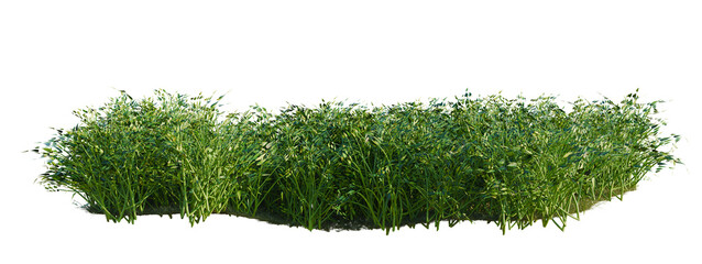 Philodendron hederaceum tree shrub, plant bush, cutout, isolate transparent background, Detailed grassy patch with soil, perfect for landscape design or natural background elements. © Peter Hai