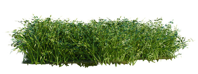 Philodendron hederaceum tree shrub, plant bush, cutout, isolate transparent background, Detailed Lush Green Grass Patch with Earth Clods - Realistic Natural Element for Design © Peter Hai