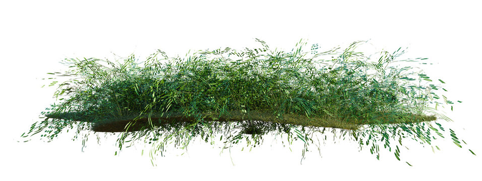 Pteris ensiformis tree shrub, plant bush, cutout, isolate transparent background, Detailed grassy patch with rich texture for realistic landscape design and visual effects.
