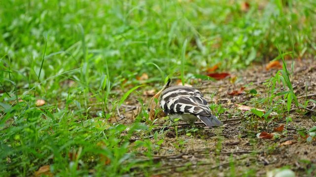 Eurasian Hoopoe Foraging in Grass and Scratching Feathers with Beak Slow Motion 4K