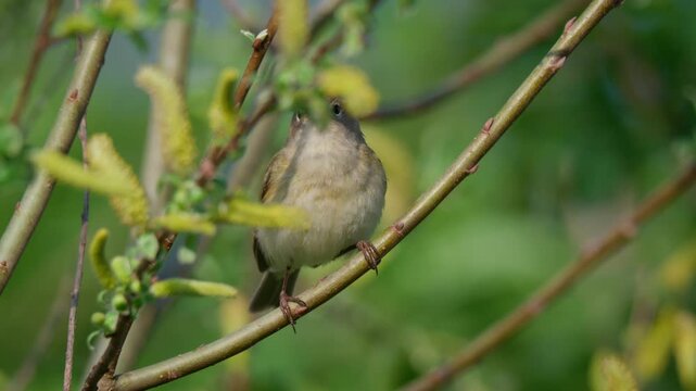 Common chiffchaff (Phylloscopus collybita) singing, bird song