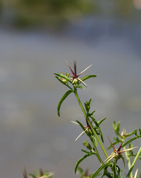 Spiky plant with thin green stems and sharp thorns