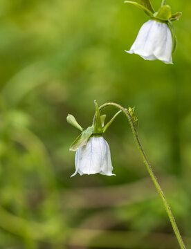 White bell-shaped flowers hang delicately from slender stems