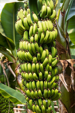 Bunch of green bananas grows on tall stalk