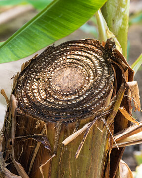 Close-up of a plant's fibrous, circular cross-section
