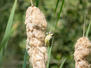 Juvenile blue tit (Cyanistes caeruleus) perched on bulrush seed head, wetland, Hertfordshire, UK. © Paul Bean