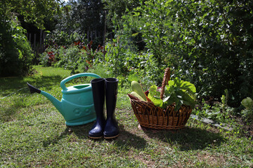 Wholesome, natural vegetables from the garden—such as zucchini, beets, greens, potatoes, and carrots—are gathered in a large wicker basket  gardening and harvesting tools, including a rake, a trowel,  © Наталья Николаева