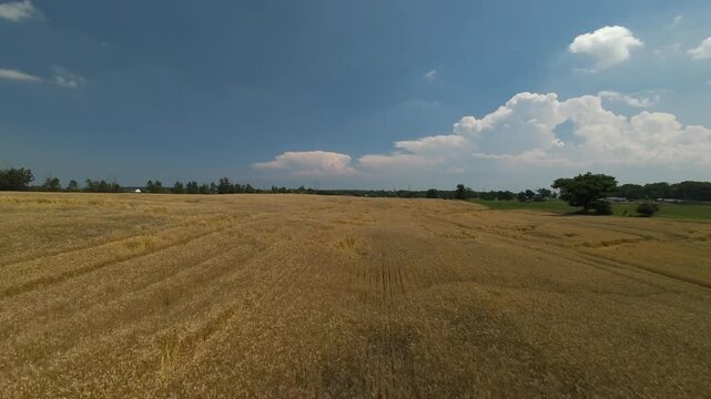 Aerial view flying over a vast field of dry golden winter wheat before panning to the right to reveal a lush green soybean crop field under a bright summer sky in Milton Ontario.