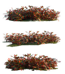 Philodendron erubescens tree shrub, plant bush, cutout, isolate transparent background, Three different sizes of ornamental shrub with autumn foliage – ideal for landscaping design elements © Peter Hai