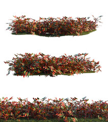 Philodendron erubescens tree shrub, plant bush, cutout, isolate transparent background, 3D Rendered Lush Bushes - Perfect for Game Development and Landscape Design © Peter Hai