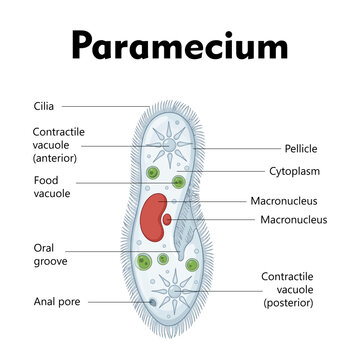 Structure of paramecium with labelled diagram