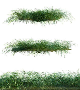 Pteris ensiformis tree shrub, plant bush, cutout, isolate transparent background, Realistic Green Foliage Branch - Natural Elements for Design and Landscape Compositions