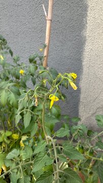 Tomato Flowers Blooming on a Potted Plant in a Home Garden at Sunny Day