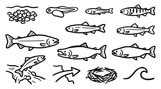 Salmon life cycle stages vector illustration line art