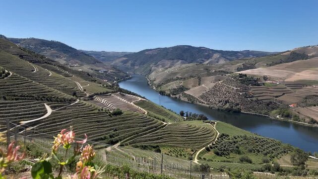 Beautiful Douro River and  Terraced Vineyards in Portugal - Douro Valley