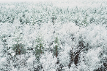 Aerial view of snow pine coniferous forest in landscape in winter. Top view from attitude. Drone view of european woods at wintertime. Beautiful winter landscape in bird's-eye view © Great Brut Here