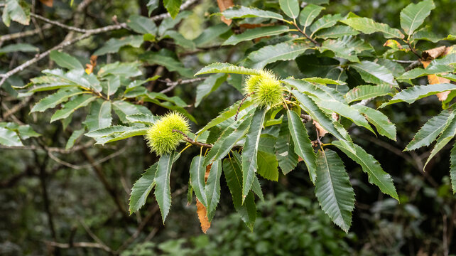 Green chestnut burs on a chestnut tree branch in summer