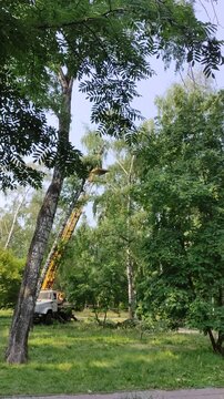 NOVOSIBIRSK - 23 JULY 2026: Mans cuts tree with chainsaw on crane, concept of deforestation.