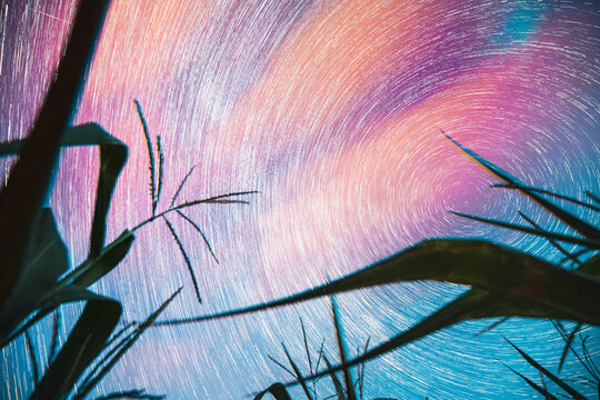 Bright Night Starry Sky Glowing Stars And Meteoric Track Trails Above Maize Corn Field. Serenity, Calmness. Soft Blue-orange-pink Colours. Power Of Mother Nature Concept. Fantasy, Illusion, Dream View