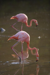 Galapagos flamingos © willtu