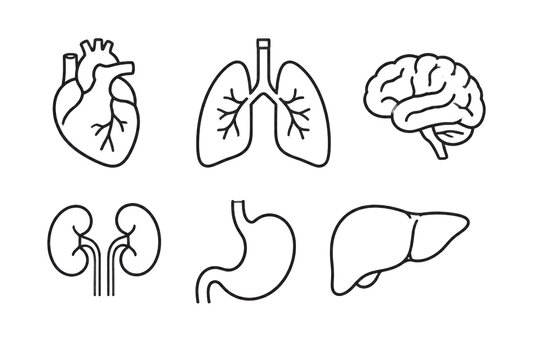 Outlined human organ icons on black background