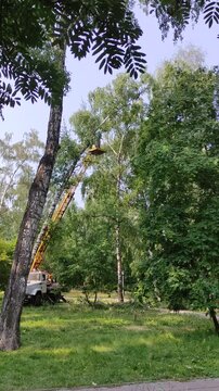 NOVOSIBIRSK - 23 JULY 2026: Mans cuts tree with chainsaw on crane, concept of deforestation.
