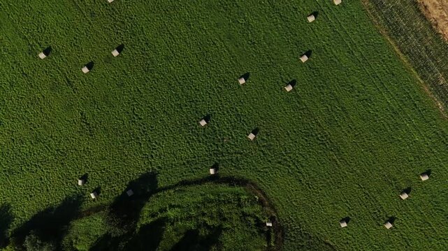 Flight above the corn and agriculture fields, summer, harvest, monoculture, pastures, texture