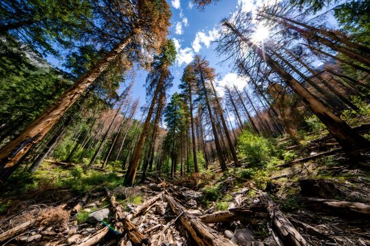 Forest fire damage showing tree trunks and new growth