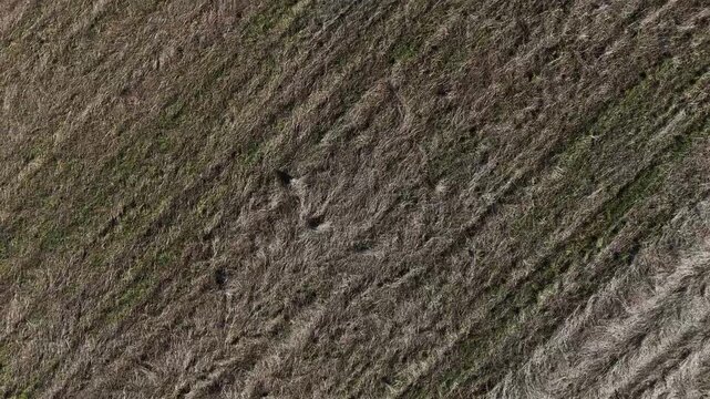 Flight above the corn and agriculture fields, summer, harvest, monoculture, pastures, texture