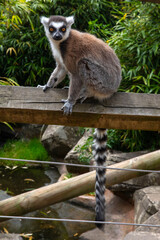 Fototapeta premium Ring-Tailed Lemur