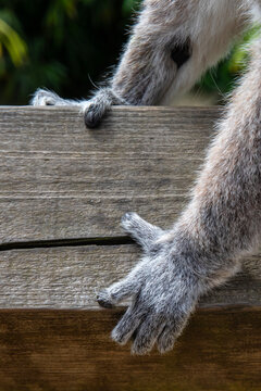 Hand of a Ring-Tailed Lemur