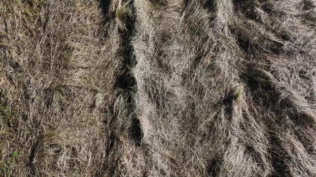 Flight above the corn and agriculture fields, summer, harvest, monoculture, pastures, texture