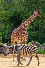 Obraz premium Giraffe and a Zebra