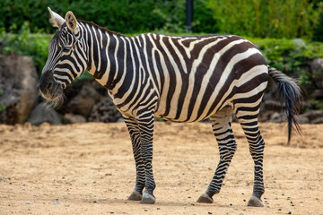 Obraz premium Maneless Zebra at Colchester Zoo in Essex, UK